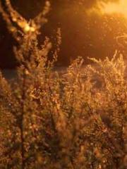 Retired War God Yang