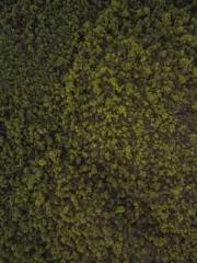 Professor Yan is goi