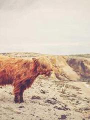 My Sweet Wife: The C