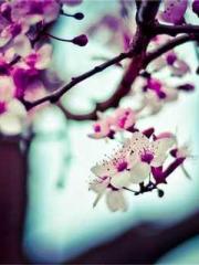 Shen Ning Ran Bao Ji