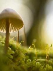 lt;Diga: From Jetton