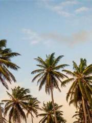 lt;The Dragon Discar