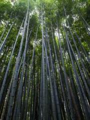 The young masterapos